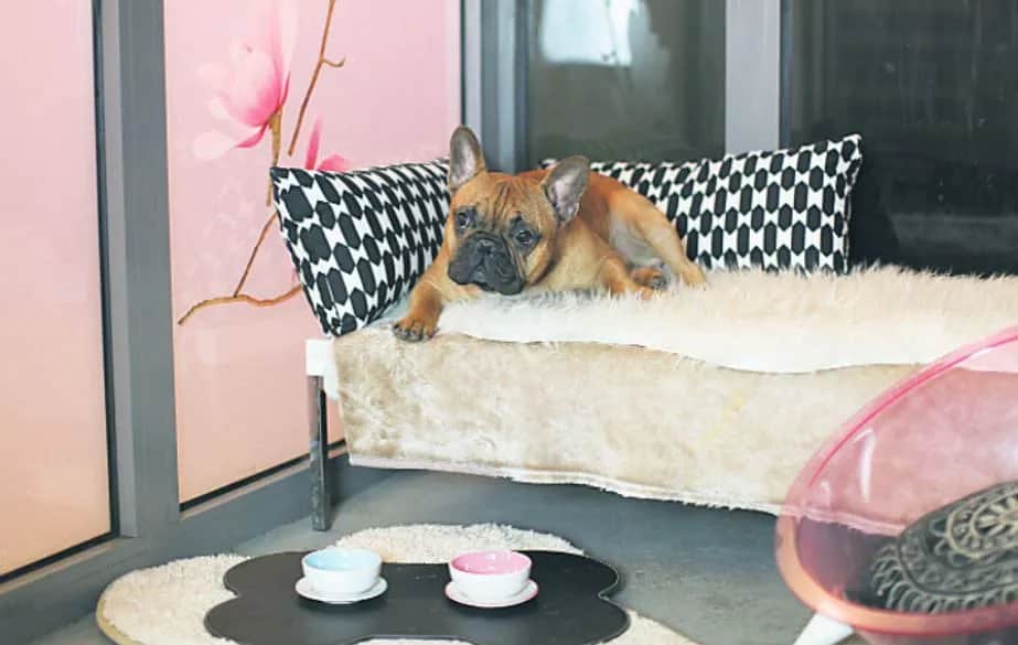 Mam psa i co teraz hotel – jak znaleźć bezpieczne miejsce w Poznaniu?