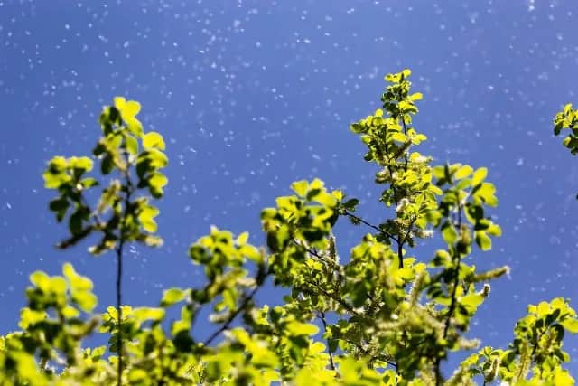 Co teraz pyli w Szczecinie? Sprawdź, co zagraża Twoim alergiom