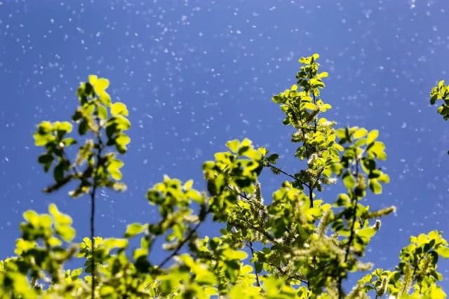 Co teraz pyli w Szczecinie? Sprawdź, co zagraża Twoim alergiom