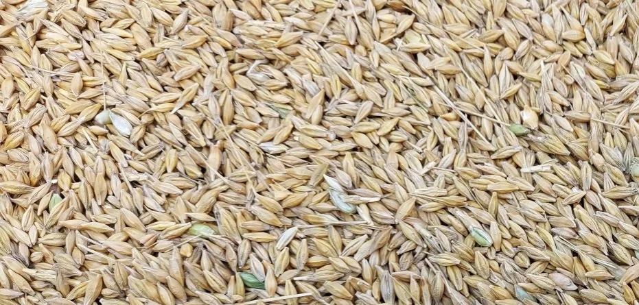 Ile kosztuje kwintal jęczmienia w Radomiu? Sprawdź aktualne ceny!