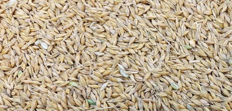 Ile kosztuje kwintal jęczmienia w Radomiu? Sprawdź aktualne ceny!