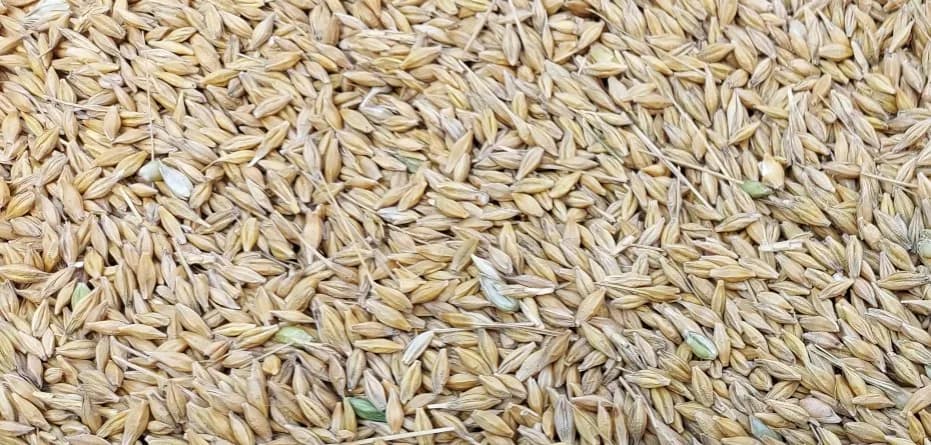 Ile kosztuje kwintal jęczmienia w Radomiu? Sprawdź aktualne ceny!